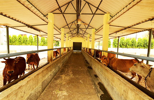 Image of Raj Bhavan Gaushala