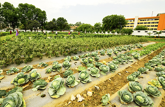 Image of The Horticulture Garden of Raj Bhavan